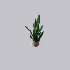 snake plant