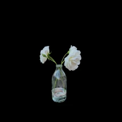 White Rose 2