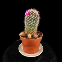 Flowering Cactus test v2