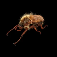 Amphimallon solstitiale