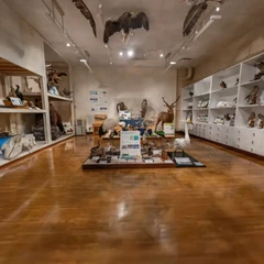 Taxidermy Specimen at the Nemuro City Museum History and Nature