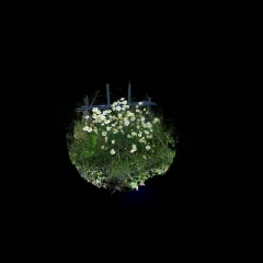 GSplats_Test.chamomile2.ml_traingsplats1.29999