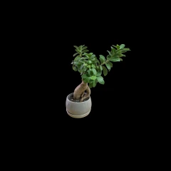 Bonsai Tree