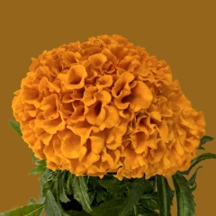Orange Tagetes