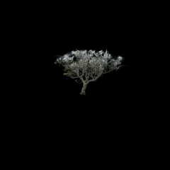 360 iphone tree