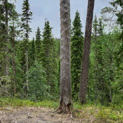 Kelopuu karhunkierroksella