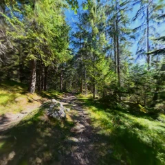 Forest Walk, Mayens de la Zour, Valais, Switzerland