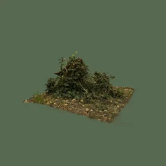 Tree Stump