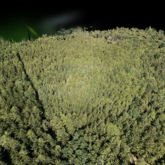 Brdy forest splat