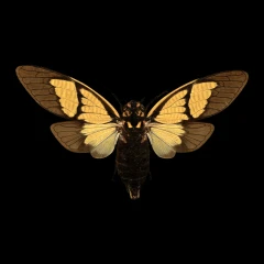 Sulphogaeana sulphurea