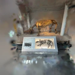 Natural History Museum
