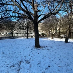 iPhone in a Park