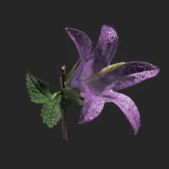 Bellflower