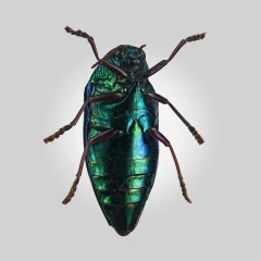 Iridescence Test nr.1 - BugSplatStack
