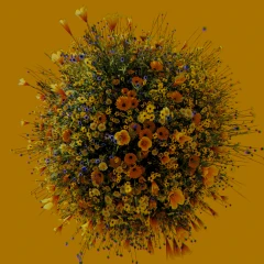 FLOWER PLANET – VIGNETTE