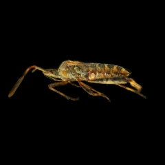 Western Conifer Seed Bug
