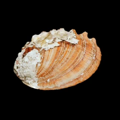 Abalone