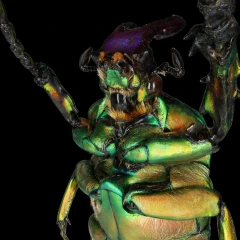 Compsocephalus Dmitriewi - Automated scan test
