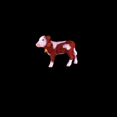 Simmental calf