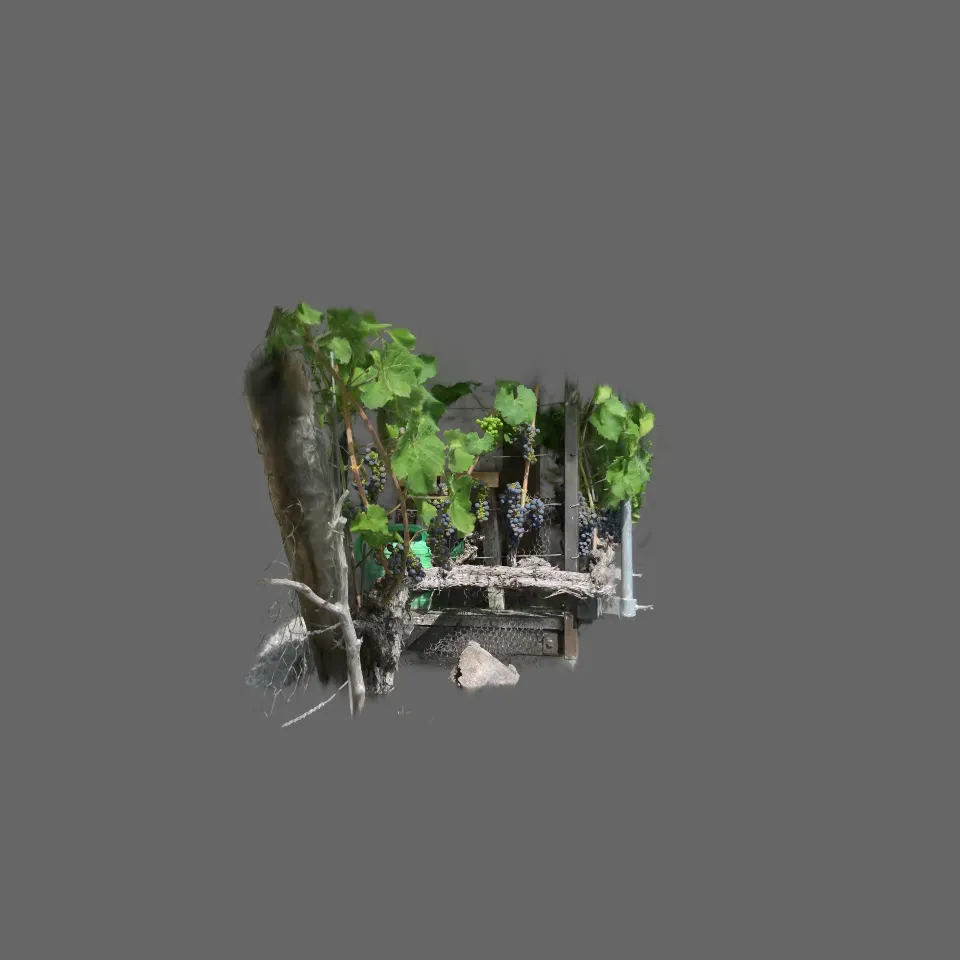 Tafeltrauben Weinberg/Bittenbrunn