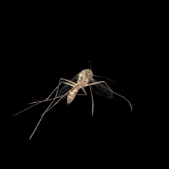 Culicidae