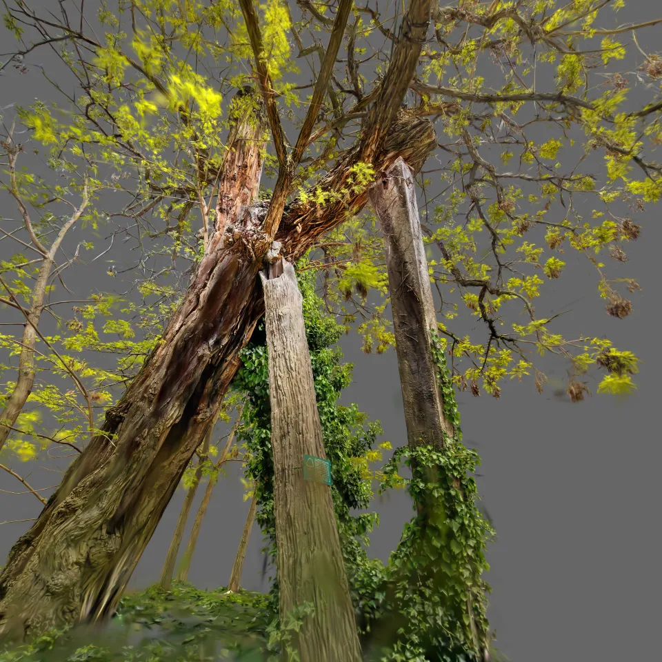 Oldest Tree in Paris (400 years old)