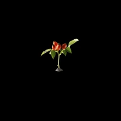 Rose hips