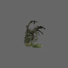 Treaty Oak 20251128