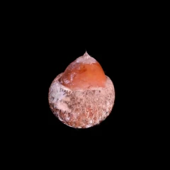 acorn
