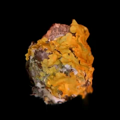 lichen