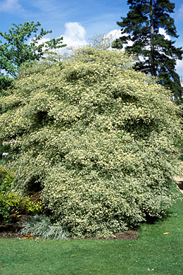 Cornus alternifolia 'Argentea', Cornus alternifolia 'Variegata' |  RightPlants