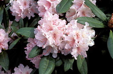 midnight mystique rhododendron Midnight Mystique main image 1
