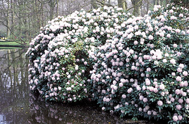 rhododendron blossom Florence Parks Rhododendron Shrub (1 Gal)