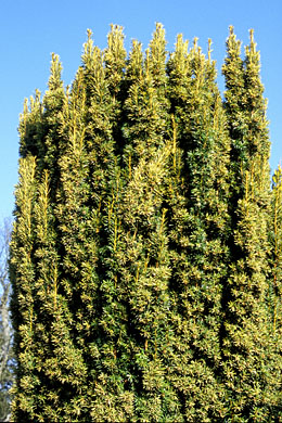 rankhilfe topfpflanze Komplett Set Rankstab Rankhilfe für Zimmerpflanzen Ø 5 main image 1