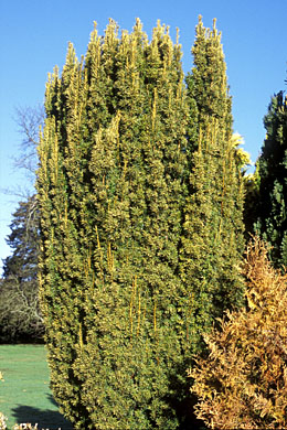 plant thuja 2-3 Ft. Emerald Green Arborvitae (Thuja Occidentalis) - 5 Gal