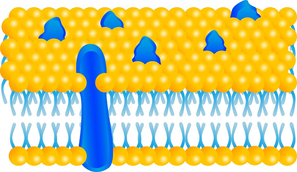 Zellmembran mit Transmembranproteinen  Zellmembran mit Transmembranproteinen