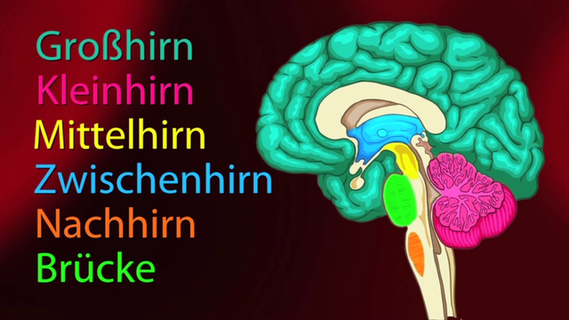 Aufbau Des Gehirns Und Funktionen Gehirn – Bau und Funktion (Basiswissen) – Biologie online lernen