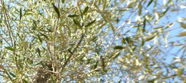 Olivera de la Serra d'Almos (Ribera d'Ebre).