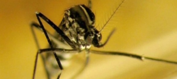 Virus Zika