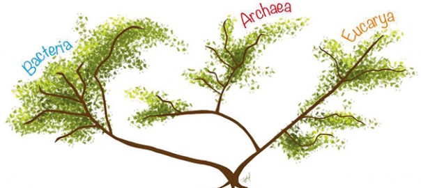 ancestre1