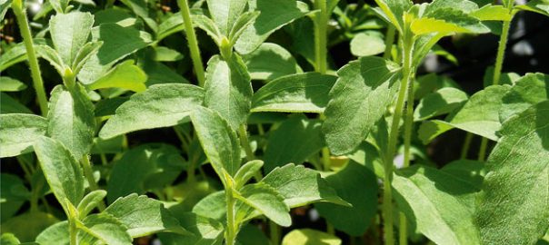 L'estèvia ('Stevia rebaudiana' Bertoni) és una espècie oriünda del Paraguai que s'ha popularitzat recentment com a alternativa al sucre i altres edulcorants artificials com la sacarina o l'aspartam (fotografia: Mètode).