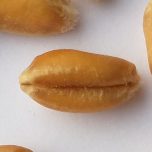 Francesc Xavier Moratinos