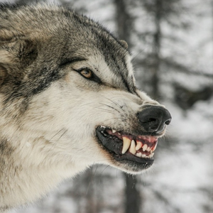 alguns pocs membres influents