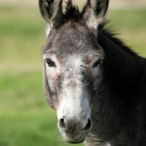 Josep Vilella Vilella