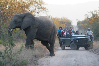 hoedspruit elephant hoedspruit elephant