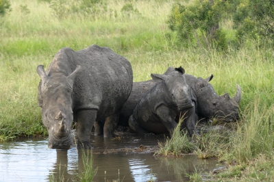 hoedspruit rhino hoedspruit rhino
