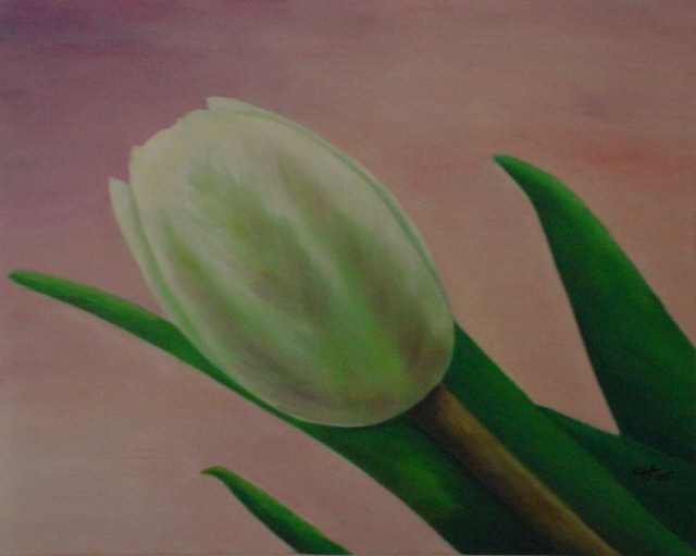 Witte tulp
