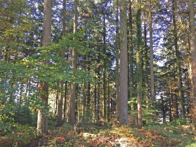 Properties for Sale in Axminster, Axminster Devon