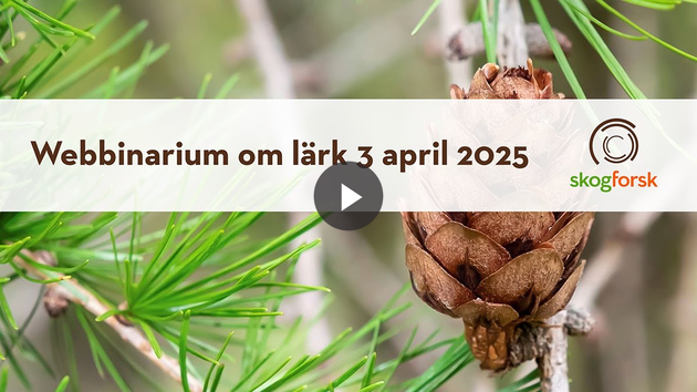 Webbinarium om lärk