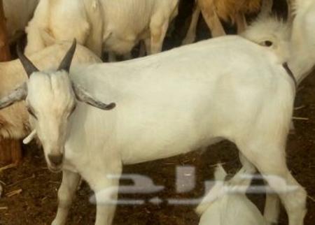 أوزة للبيع في منطقة جازان ببيش